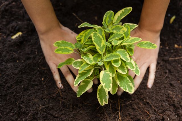 Hands planting a green seedling in fresh soil, ideal for use in gardening blogs, environmental campaigns, sustainability projects, and agricultural promotions. Highlights the importance of nurturing nature and promoting eco-friendly practices.