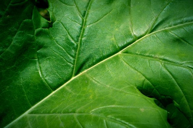 Close-up shot showing intricate veins and texture of a fresh, healthy green leaf. Ideal for use in projects focused on nature, botany, and environmental themes. Suitable for backgrounds, presentations, educational materials, or organic product advertisements.