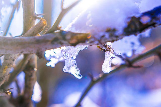 This captures melting icicles on a tree branch under direct sunlight creating a serene atmosphere. Ideal for use in seasonal content, nature blogs, and winter-themed promotions to depict thawing, transition from cold to warmer weather, or the beauty of winter scenery.