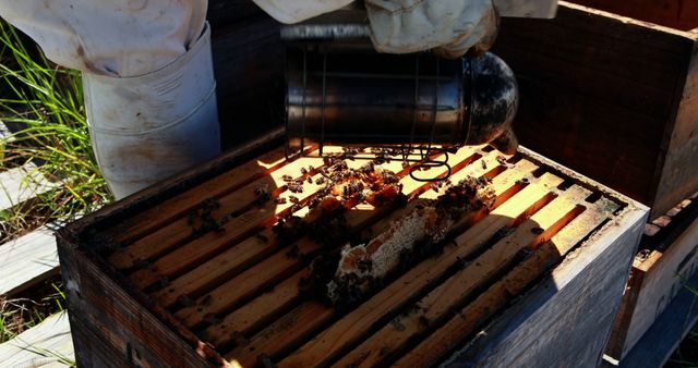 Beekeeper using smoker on beehive in an apiary, wearing protective clothing. Useful for illustrating beekeeping process, honey production, and agriculture. Ideal for articles, blogs, and presentations about apiculture and local farming.