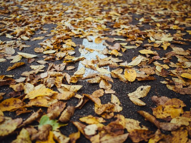 Fallen Autumn Leaves Covering Asphalt Road Surface - Download Free Stock Photos Pikwizard.com