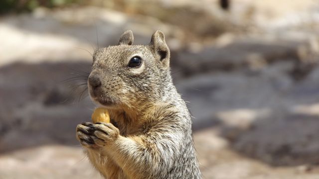 Cute photograph of a squirrel holding a nut while standing in its natural habitat. Ideal for use in educational materials about wildlife, nature blogs, websites promoting outdoor activities, and for creating amusing animal-related content.