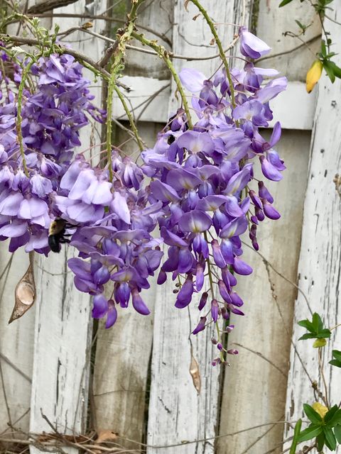 Cluster of vibrant purple wisteria flowers in full bloom hanging by a rustic white fence. Ideal for use in gardening publications, spring themes, nature blog posts, and floral arrangements advertising. Provides a serene and colorful botanical backdrop suitable for various nature-focused designs and print materials.