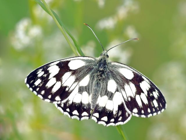 Marbled white butterfly perched on blade of grass, highlighting its unique black and white pattern. Perfect for nature-themed projects, educational materials, and wildlife conservation campaigns.