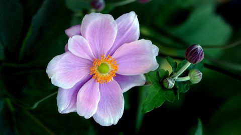 Pink anemone flower close-up with yellow center and buds on dark green background