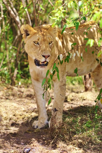 Lioness stands amidst thick greenery. Could be used for wildlife conservation efforts, nature documentaries, education on African predators, promotion of safaris and wildlife tourism.