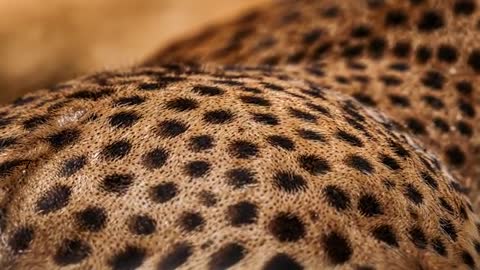 Ultra Close-Up of Cheetah Fur Texture Highlighting Spots