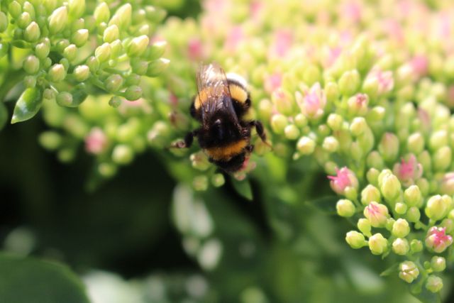 Macro View of Bumblebee Pollinating Flowers in Garden - Download Free Stock Photos Pikwizard.com