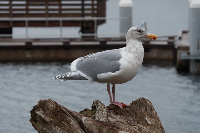 Seagull Perching on Driftwood Near Harbor - Download Free Stock Photos Pikwizard.com