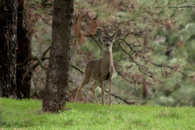 Young deer standing in serene forest, radiating alertness with trees and green grass in the background. Ideal for nature, wildlife conservation, forest protection themes, and outdoor adventure promotions.