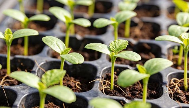 Green seedlings sprouting in black propagation tray with emerging toothed leaves