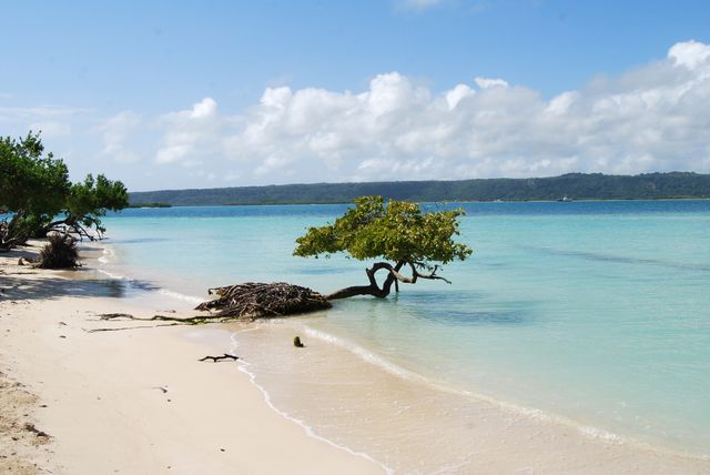 Tropical Beach with Azure Waters and Lone Tree Surfacing from Sand - Download Free Stock Photos Pikwizard.com