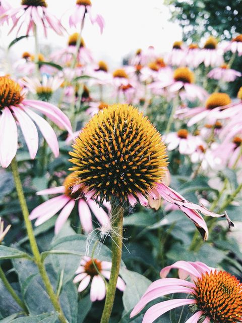 A beautiful vibrant field of blooming pink coneflowers, also known as Echinacea. Ideal for use in gardening blogs, floral calendars, nature magazines, and wallpaper designs. Perfect for promoting natural beauty and outdoor activities. Emphasizes summer freshness and lush greenery.