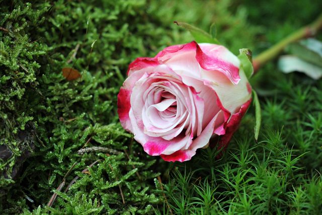 Close-up of a beautiful pink rose lying on green moss. Perfect for themes of romance, nature, growth, gardening, or floral arrangements. Suitable for greeting cards, floral-themed designs, background purposes, or environmental concepts.