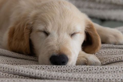 Sleeping light golden retriever puppy on cream knitted blanket closeup cozy domestic calm