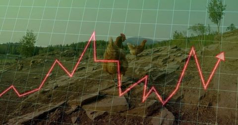 Hen foraging on hill with economic growth chart overlay