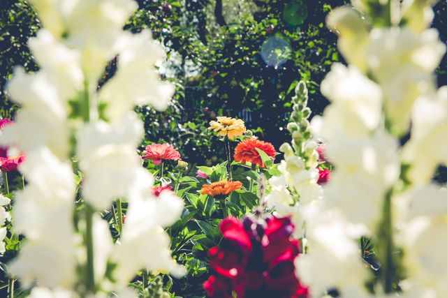 Flowers are blooming vibrantly in a garden under the sunlight. Ideal for use in gardening guides, nature blogs, spring and summer promotions, and outdoor lifestyle content.