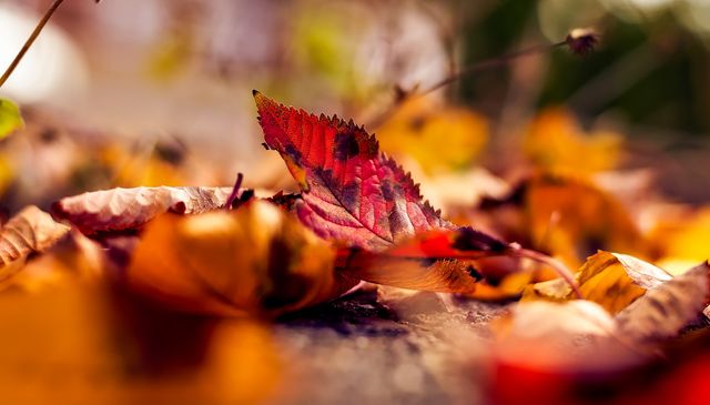 Close-up of vibrant autumn leaves on the ground showcasing rich colors of red, orange, and brown. Ideal for seasonal promotions, nature photography, backgrounds, and illustrating the beauty of fall. Useful for blogs, advertisements, posters, and social media posts highlighting the autumn season.