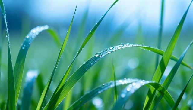 Morning dew glistening on curved green grass blades macro bokeh nature texture freshness