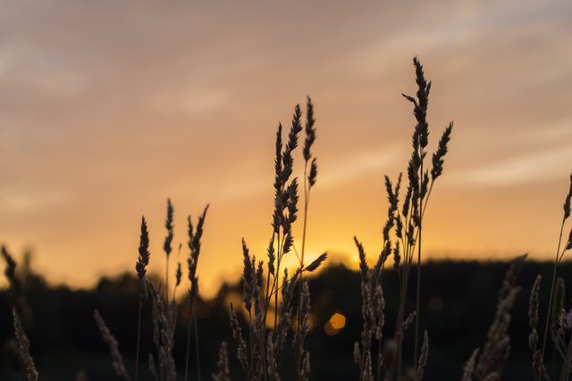 Silhouette of tall wheat ears gently swaying against a backdrop of a golden sunset sky. Ideal for nature themes, agricultural concepts, tranquil outdoor scenes, wellness and relaxation promotions, or as a peaceful background on websites and advertising materials.