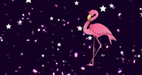 Colorful flamingo with falling stars on black background