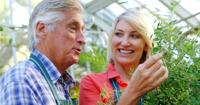 Happy senior couple enjoying gardening together in a lush greenhouse. Both are wearing casual clothes and smiling while tending to plants. Perfect for themes related to hobbies, retirement, bonding, outdoor activities, nature, and a healthy lifestyle.