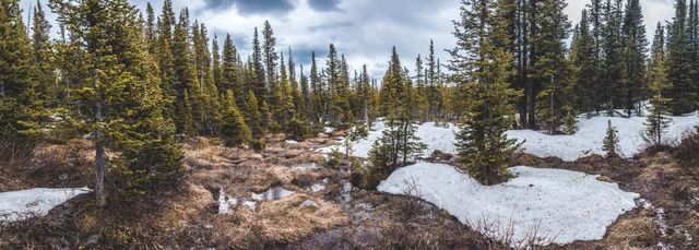 Panoramic view capturing snow-covered evergreen forest landscape in early spring with patches of melting snow. Majestic trees tower with new growth appearing. This scenic moment can be used in travel brochures, nature magazines, blog posts about seasonal change, outdoor adventure promotions, and as background imagery for websites related to nature and wildlife.