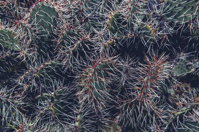 Image captures a detailed close-up view of cactus spines, emphasizing the sharpness and intricate patterns of this desert plant. Useful for nature enthusiasts, educational material, botanical studies, desert landscape designs, and ecological awareness campaigns. Highlights the natural beauty and complexity of cactus plants.