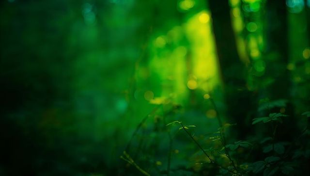 Gleaming forest understory leaves bathing in lime bokeh light and soft sunrays