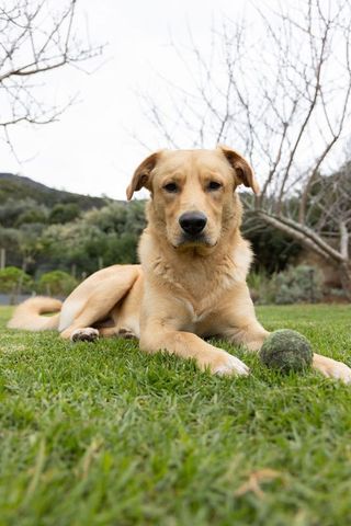Golden-colored dog lying on lawn holding worn tennis ball in backyard garden