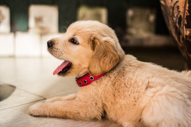 Golden Retriever puppy yawning on floor with a red collar. Suitable for pet care, animal companionship, or veterinary services advertisements. Heartwarming addition to pet-related websites, social media posts, and blogs focusing on puppies and dog breeds.