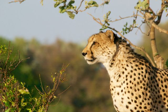Cheetah standing alert on a tree branch in the savanna, looking into the distance. Ideal for use in wildlife documentaries, nature articles, educational materials about African ecosystems, and travel advertisements for African safaris.
