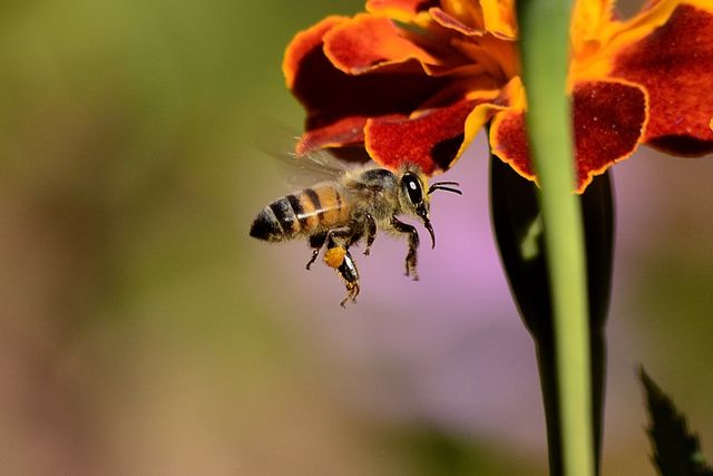 Bee Pollinating Vibrant Marigold Flower - Download Free Stock Photos Pikwizard.com