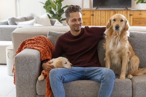 Man relaxing with golden retrievers on cozy living room sofa, bonding and comfort