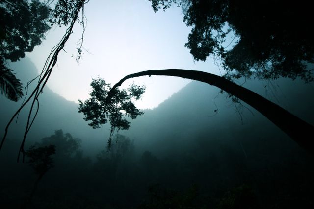 Backlit dawn dusk fog - Download Free Stock Photos Pikwizard.com