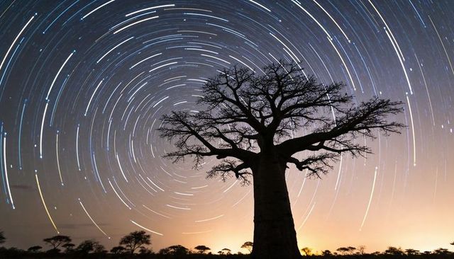 Solitary baobab silhouette under swirling star trails over glowing savanna nightscape