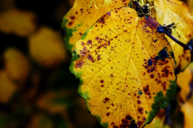 Close-up view of an autumn leaf showcasing variations in color and texture. The leaf is yellow with distinct brown and green spots, capturing the essence of seasonal changes. Ideal for nature-themed designs, educational materials on plants, and backgrounds for seasonal greetings.