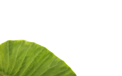 transparent background patterned plant leaf close-up - Download Free Stock Videos Pikwizard.com
