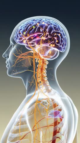 Vertical video of pulsing neural signals traveling from brain through spinal cord 3D anatomy