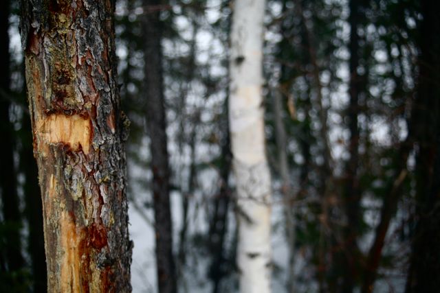 Close-up view of tree trunks with detailed bark in a snowy forest, providing a natural and rugged atmosphere. Ideal for use in nature-focused blogs, winter-themed projects, or backgrounds depicting wilderness and natural textures.