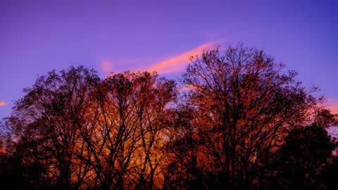 Deciduous Trees Shifting Color at Sunset with Glowing Cloud Streaks