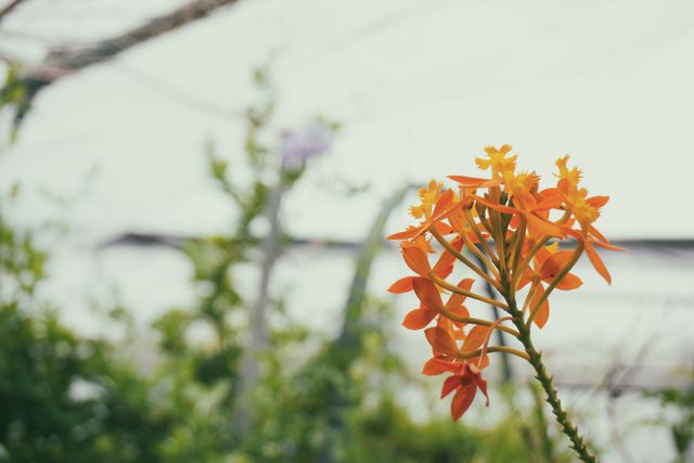 A vivid close-up image of orange flowers blooming in an outdoor garden. Ideal for use in botanical projects, gardening promotions, nature-themed posters, and springtime event advertisements.