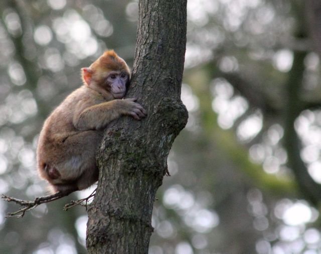 Monkey Clinging to Tree - Download Free Stock Photos Pikwizard.com