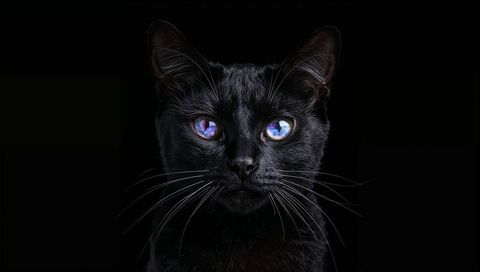 Staring black cat with iridescent blue-purple eyes facing forward on black background