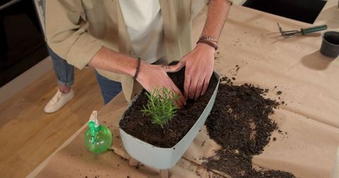 Planting herb in indoor garden with care