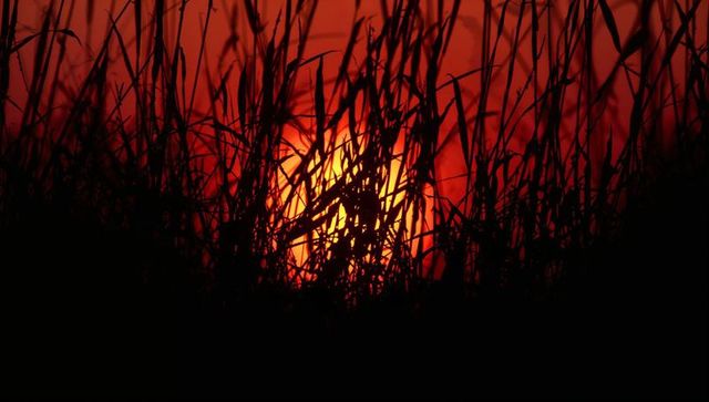 Glowing sun sinking behind tall silhouetted grasses and reeds in fiery red horizon