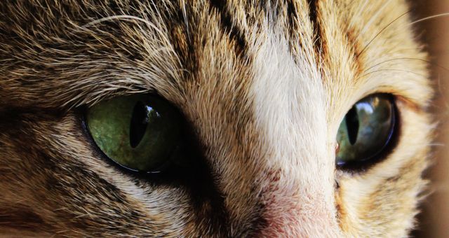 Close-up of Green-Eyed Tabby Cat with Intense Stare - Download Free Stock Photos Pikwizard.com