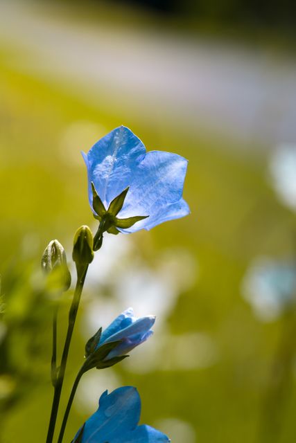 Delicate Bluebell Flower Blossom in Sunlight with Green Background - Download Free Stock Photos Pikwizard.com