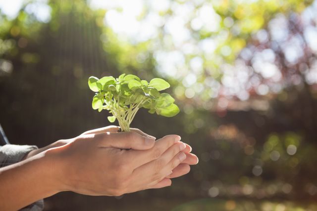 Hands gently holding a small seedling in a sunlit backyard, symbolizing growth, care, and connection with nature. Ideal for use in environmental campaigns, gardening promotions, sustainability projects, and educational materials about ecology and nurturing plants.