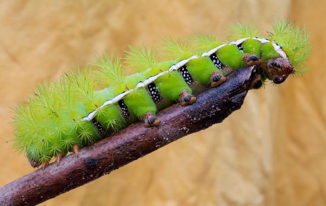 Detailed close-up image of a green caterpillar with hairy spines crawling on a branch. The vibrant color and intricate features of the caterpillar make it perfect for educational materials about insects, nature blogs, or illustrating articles related to wildlife and natural habitats. Great for visual content focusing on biodiversity, entomology, or the life cycle of insects.